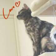 ヒメ日記 2025/11/17 08:00 投稿 さゆき 奥鉄オクテツ東京店（デリヘル市場）