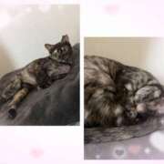 ヒメ日記 2026/01/17 20:27 投稿 さゆき 奥鉄オクテツ東京店（デリヘル市場）