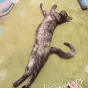 ヒメ日記 2026/02/25 22:25 投稿 さゆき 奥鉄オクテツ東京店（デリヘル市場）