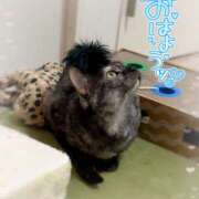 ヒメ日記 2026/03/01 06:42 投稿 さゆき 奥鉄オクテツ東京店（デリヘル市場）