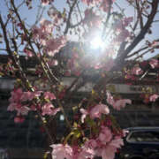 ヒメ日記 2026/03/14 20:08 投稿 さゆき 奥鉄オクテツ東京店（デリヘル市場）