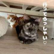 ヒメ日記 2026/04/22 12:58 投稿 さゆき 奥鉄オクテツ東京店（デリヘル市場）