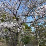 ヒメ日記 2025/04/04 07:36 投稿 りりこ タレント倶楽部Around40