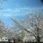 ヒメ日記 2025/04/10 12:31 投稿 さくら 40代からのリアル鹿児島美熟女 REBORN リボン