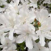 ヒメ日記 2025/05/25 18:33 投稿 八雲　みらい プルプル札幌性感エステ はんなり