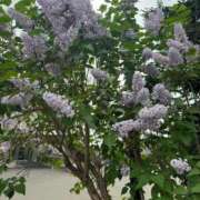 ヒメ日記 2025/05/20 17:46 投稿 なお トリプルA