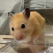 ヒメ日記 2025/07/31 23:24 投稿 なお トリプルA