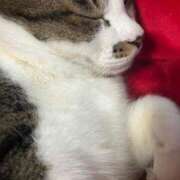 ヒメ日記 2025/02/08 20:28 投稿 ゆき 三重四日市ちゃんこ