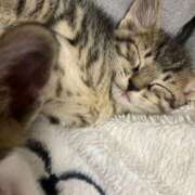 ゆき 予約完売ありがとうございました❄️ 三重四日市ちゃんこ