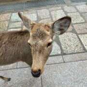 ゆき 完売ありがとうございました❄️ 三重四日市ちゃんこ