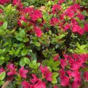 ヒメ日記 2025/04/27 08:00 投稿 藤原 HERMINE-エルミネ-