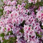 ヒメ日記 2025/05/02 08:50 投稿 藤原 HERMINE-エルミネ-