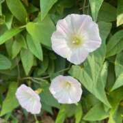 ヒメ日記 2025/05/09 07:55 投稿 藤原 HERMINE-エルミネ-