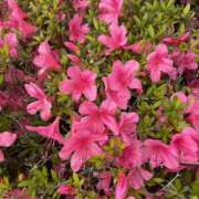 ヒメ日記 2025/05/26 08:33 投稿 藤原 HERMINE-エルミネ-