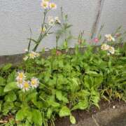 ヒメ日記 2025/05/31 12:07 投稿 藤原 HERMINE-エルミネ-