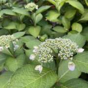 ヒメ日記 2025/06/03 08:30 投稿 藤原 HERMINE-エルミネ-