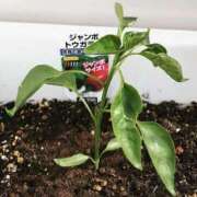 ヒメ日記 2025/06/11 09:13 投稿 藤原 HERMINE-エルミネ-