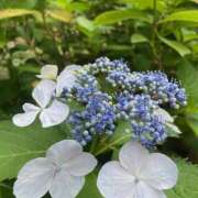 ヒメ日記 2025/06/14 08:44 投稿 藤原 HERMINE-エルミネ-