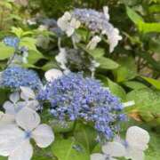 ヒメ日記 2025/06/26 08:13 投稿 藤原 HERMINE-エルミネ-