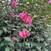 ヒメ日記 2025/08/13 08:13 投稿 藤原 HERMINE-エルミネ-