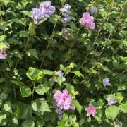 ヒメ日記 2025/08/17 09:09 投稿 藤原 HERMINE-エルミネ-