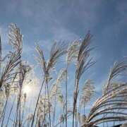 ヒメ日記 2025/12/23 22:17 投稿 藤原 HERMINE-エルミネ-