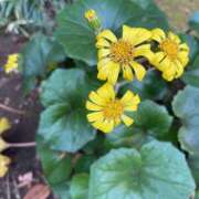 ヒメ日記 2026/01/06 08:31 投稿 藤原 HERMINE-エルミネ-