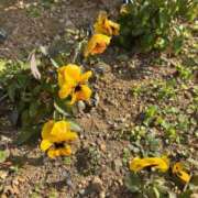 ヒメ日記 2026/01/21 08:41 投稿 藤原 HERMINE-エルミネ-