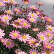 ヒメ日記 2026/02/12 09:18 投稿 藤原 HERMINE-エルミネ-