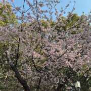 ヒメ日記 2026/03/01 15:39 投稿 藤原 HERMINE-エルミネ-