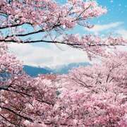 ヒメ日記 2026/03/25 11:07 投稿 藤原 HERMINE-エルミネ-