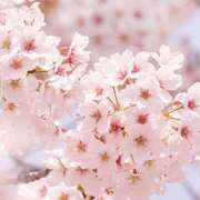 ヒメ日記 2026/03/30 09:13 投稿 藤原 HERMINE-エルミネ-