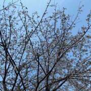 ヒメ日記 2026/04/02 07:24 投稿 藤原 HERMINE-エルミネ-