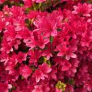 ヒメ日記 2026/04/20 09:00 投稿 藤原 HERMINE-エルミネ-