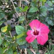 ヒメ日記 2026/04/27 17:03 投稿 藤原 HERMINE-エルミネ-