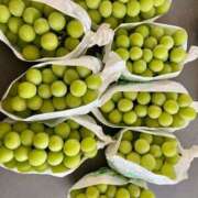 ヒメ日記 2025/10/23 02:36 投稿 なお 即トク奥さん