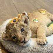 ヒメ日記 2025/11/27 06:27 投稿 なお 即トク奥さん