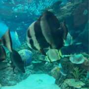 ヒメ日記 2025/12/29 01:34 投稿 なお 即トク奥さん