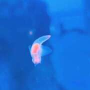 ヒメ日記 2026/02/09 02:55 投稿 地元産/ゆうみ PREMIUMー萌ー