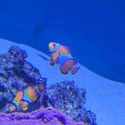 ヒメ日記 2026/02/09 22:15 投稿 地元産/ゆうみ PREMIUMー萌ー