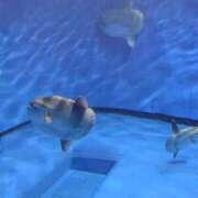 ヒメ日記 2026/02/10 21:15 投稿 地元産/ゆうみ PREMIUMー萌ー