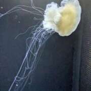 ヒメ日記 2026/02/12 15:15 投稿 地元産/ゆうみ PREMIUMー萌ー