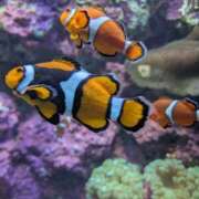 ヒメ日記 2026/02/14 01:45 投稿 地元産/ゆうみ PREMIUMー萌ー