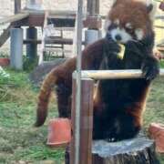 ヒメ日記 2026/07/07 01:41 投稿 りおん 和歌山ちゃんこ