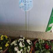 ヒメ日記 2025/01/30 18:54 投稿 本庄みおり 五十路マダムエクスプレス豊橋店（カサブランカグループ）