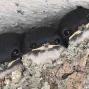 ヒメ日記 2025/02/20 17:36 投稿 本庄みおり 五十路マダムエクスプレス豊橋店（カサブランカグループ）