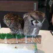 ヒメ日記 2025/04/24 17:55 投稿 本庄みおり 五十路マダムエクスプレス豊橋店（カサブランカグループ）