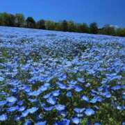 ヒメ日記 2025/04/25 17:34 投稿 本庄みおり 五十路マダムエクスプレス豊橋店（カサブランカグループ）