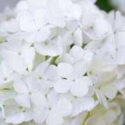 ヒメ日記 2025/06/10 18:17 投稿 本庄みおり 五十路マダムエクスプレス豊橋店（カサブランカグループ）