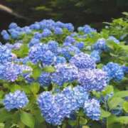 ヒメ日記 2025/06/12 14:12 投稿 本庄みおり 五十路マダムエクスプレス豊橋店（カサブランカグループ）